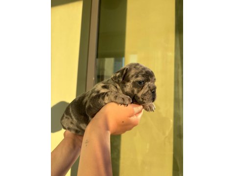 Çok Özel Lilac Tan Merle Ve Blue French Bulldog Yavrularımız