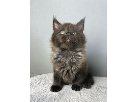 Safkan Maine Coon 03.03.2025 Doğumlu