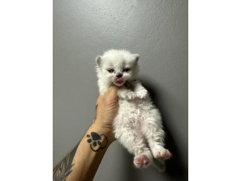 Safkan British Shorthair Bebeklerim