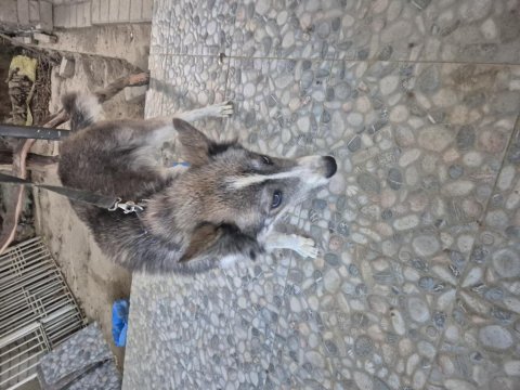 Sibirya Kurdu (Husky) Boz Renk Dişi 1 Yaşında Kısır Değildir