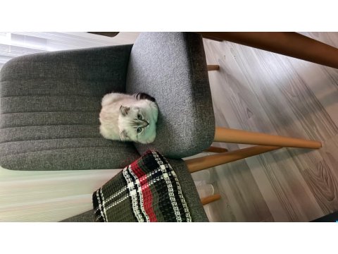 3 Aylık Scottish Fold