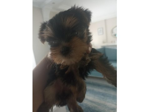35 Günlük Erkek/Dişi Şecereli Yorkshire Terrier Bebekler