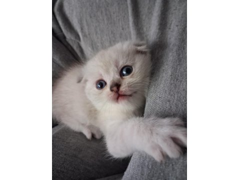 Scottish Fold Kızım Gen Gereği Kesinlikle Koku Bırakmaz