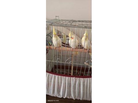 3 Aylık Lutino Sultan Papağanı Yavrular