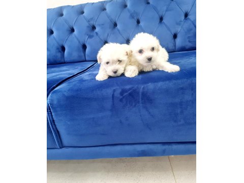Minyatür Maltese Minnaklarım