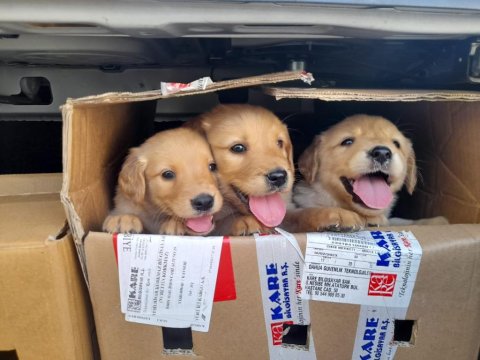 Bebek Suratlı Golden Retriever Yavrular