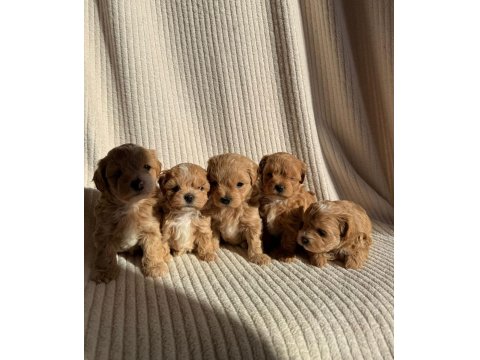 Ev Doğumlu Teacup Boy Maltipoo Yavrular