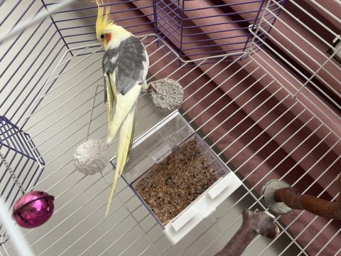 Sultan Papağanı Çift