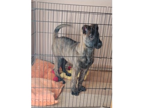 Dişi Belçika Kurdu (Malinois) Yavrumuz