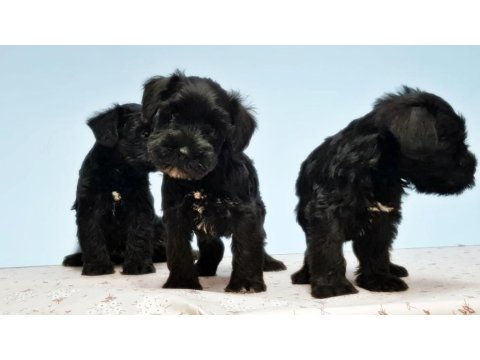 Siyah Schnauzer Yavru