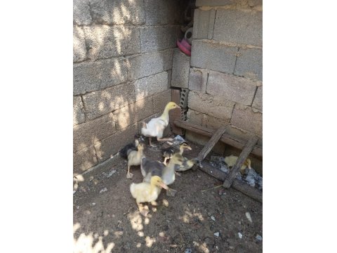 30 Günlük Amerikan Ördeği