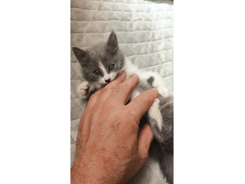 British Shorthair Yavru 50 Günlük