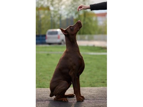 Sağlık Ve Irk Garantili Doberman Köpekleri