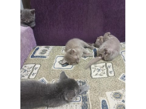 British Shorthair Kediler