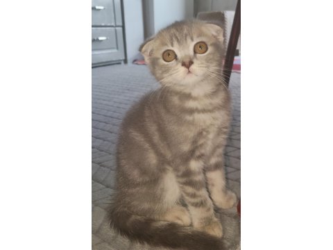 Scottish Ve British Yavrular