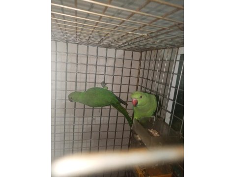 Pakistan Papağanlar