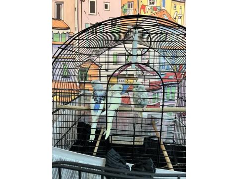 3 Adet Yavru Muhabbet Kuşu