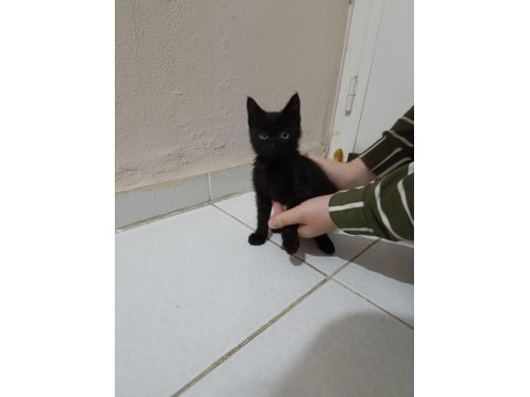 Ücretsiz Yavru Kedimiz