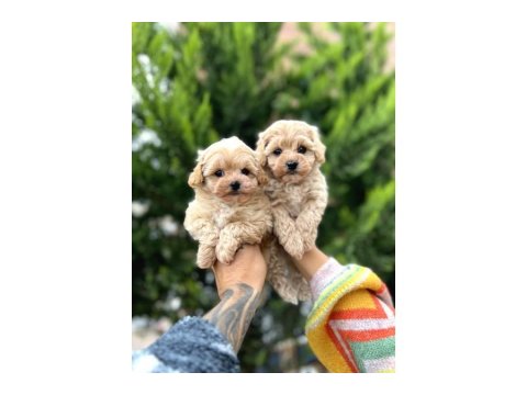 Ev Ortamında Poodle Yavrular