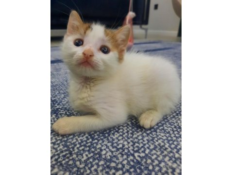 Ücretsiz Kedimizi Sahiplendirme