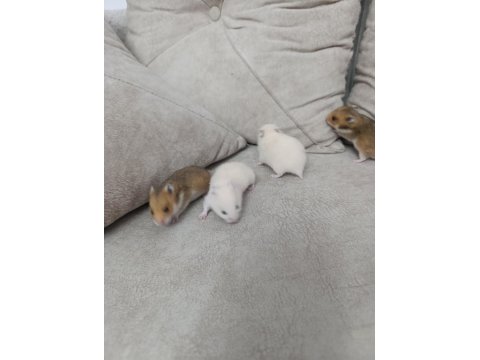 Yavru Suriye Hamsterleri