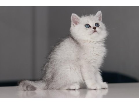 Full Şecereli Babadan Teslime Hazır Dişi British