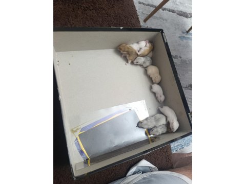 Yavru Hamsterlar Yeni Sahibini Bekliyor