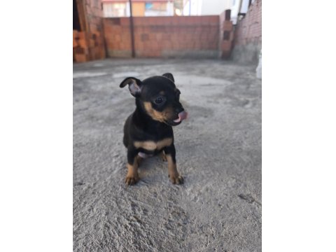 Sıfır Numara Minyatür Pinscher