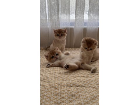 British Shorthair Golden Yavru