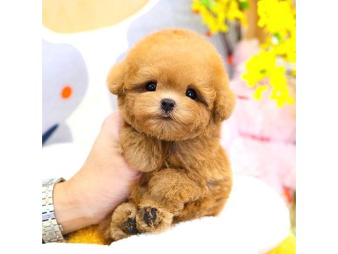 Toy Poodle Yavru 2 Aylık