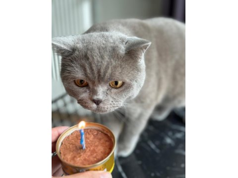 Kısırlaştırılmış British Shorthair 4 Yaşında