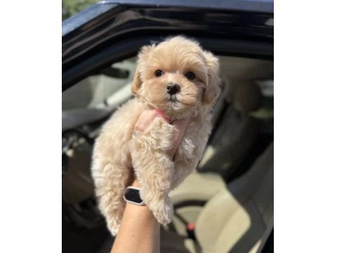 Tüy Dökmeyen Maltipoo Yavrularımız