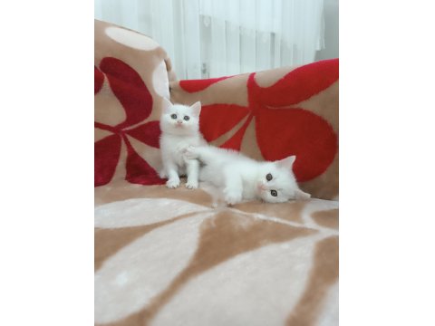 British Shorthair Kar Topları