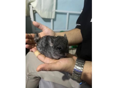 Prehistoricpets Güvencesi İle Velvet Mutasyon Chinchilla