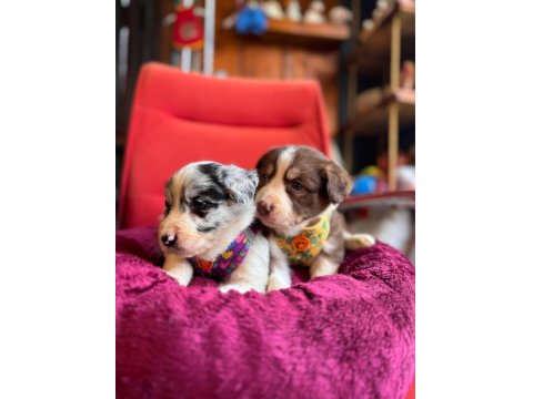 Akıllı Ve Sevecen Border Collie Yavrular İlanda