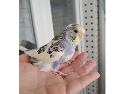 Renk Güzeli Erkek Bebek Muhabbet Kuşumuz