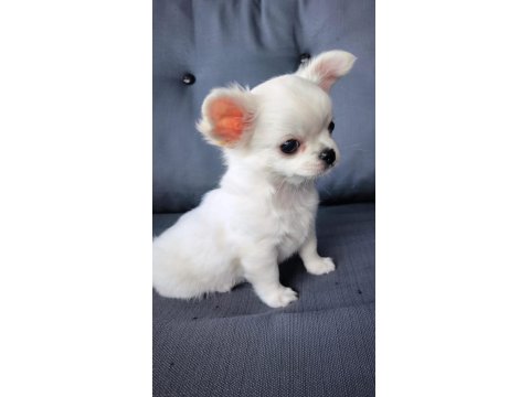 Beyaz Uzun Tüylü Erek Chihuahua Yavrusu