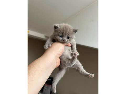 Safkan British Shorthair Gri Yavrular