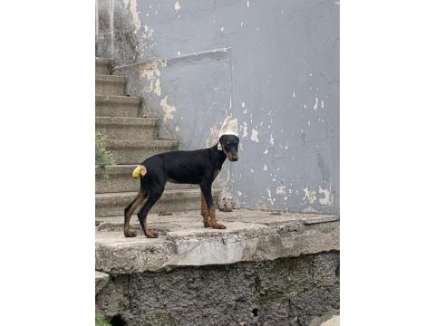 Estetiği Yapılmış Doberman Tüm Aşıları Yapılmıştır