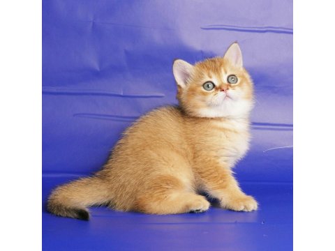 British Shorthair Yavruları