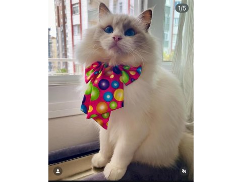 Ragdoll Yavrular