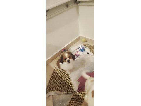 Mersin Cavalier King Charles Erkek Yavrular