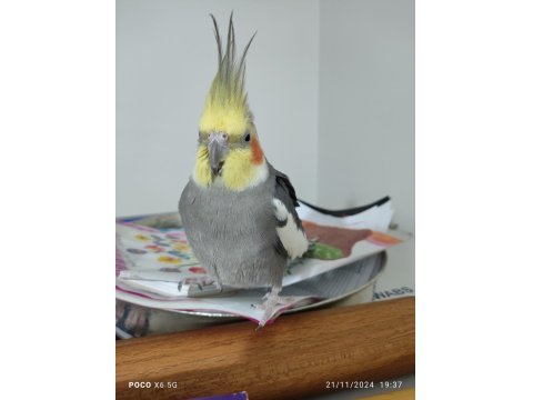 Ev Bakımlı Temiz Eş Kuşlar