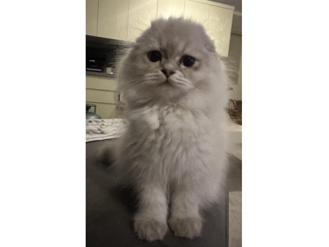 Golden Point Scottish Fold Longhair