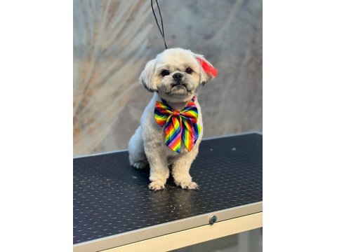 Köpeğimize Gerçekten İnsan Gibi Sevecek Sıcak Bir Yuva Arıyoruz