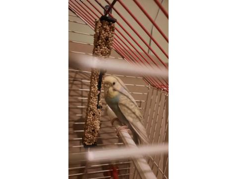 Jumbo Dişi Muhabbet Kuşu