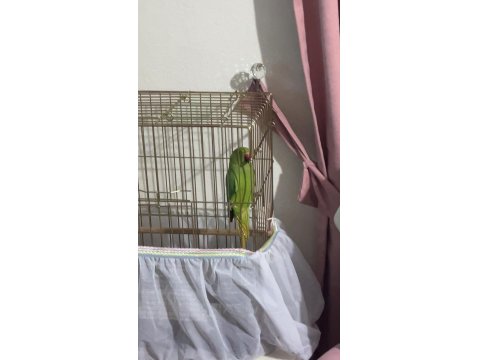 Pakistan Papağanı Kafesi Yemleri Her Şey Dahil Erkek