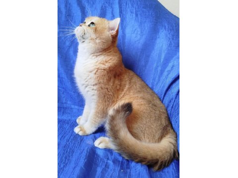 British Shorthair Erkek Ny12 Kısır Değil