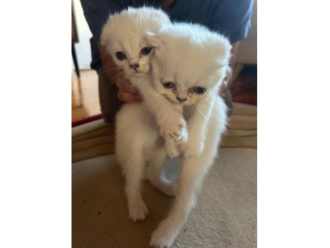 British Ve Scottish Kediler