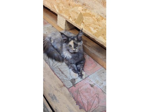 Maine Coon Yavruları